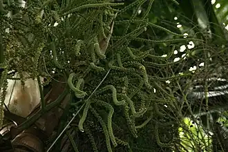 Description de l'image Clinostigma samoense 4zz.jpg.