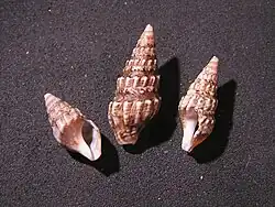 Clionella subventricosa.