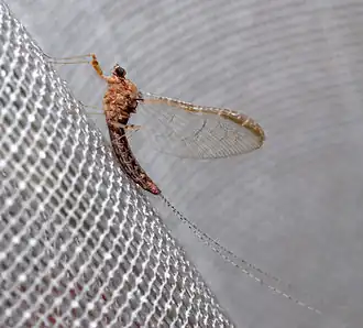 Ephemeroptera - Cloeon dipterum