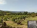 Clos Cal Mateu - vigne à 1300 mètres d'altitude.