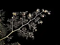 Gros plan sur un bras de gorgonocéphale, qui filtre l'eau pour piéger le plancton avec ses bras ramifiés.