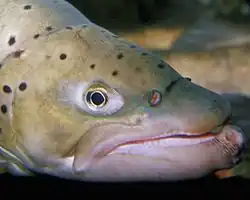 Tête de truite