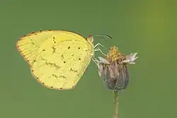 Photo d'un Eurema brigitta rubella en train de butiner une fleur