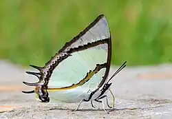 Photo d'un Polyura dolon : on distingue ses ailes antérieures blanc crème avec des lignes marron