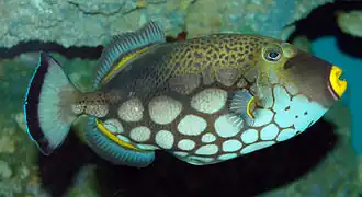 Description de l'image Clown Triggerfish Balistoides conspicillum Side 1888px.jpg.