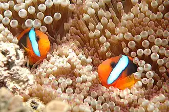 Amphiprion melanopus