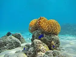 Un couple dans une anémone magnifique (Heteractis magnifica), à Mayotte.