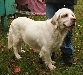 Clumber spaniel.