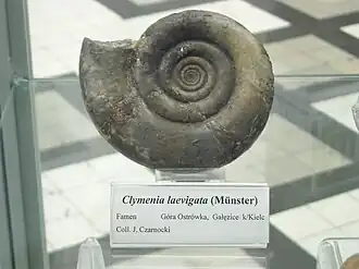 Clymenia laevigata (Clymeniida).