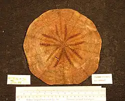 Clypeaster euclastus