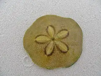 Clypeaster humilis (Clypeasteridae).