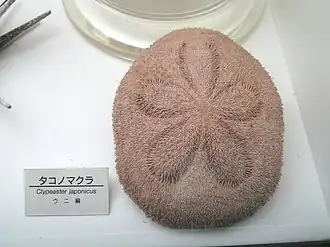 Clypeaster japonicus avec ses radioles.