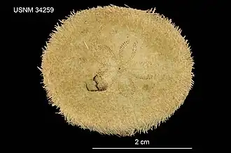 Clypeaster leptostracon