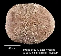 Spécimen préservé