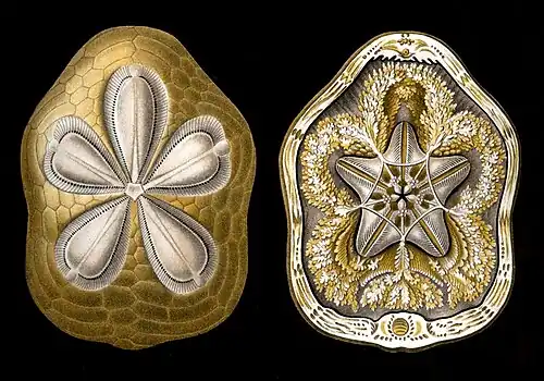 Clypeaster rosaceus (face aborale et vue supérieure en tranche), ibid.