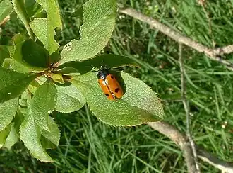 Description de cette image, également commentée ci-après