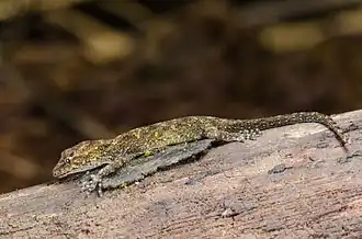 Description de l'image Cnemaspis girii.jpg.