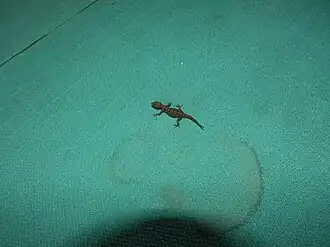 Description de l'image Cnemaspis yercaudensis-1-bsi-yercaud-salem-India.jpg.