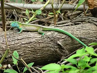 Description de l'image Cnemidophorus gaigei 110726719.jpg.