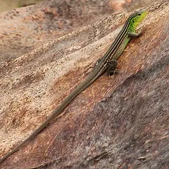 Description de l'image Cnemidophorus gramivagus.jpg.