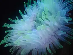 Zoantharia, Actiniaria