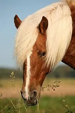 Tête d'un cheval roux avec une abondante crinière blonde