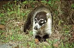 un coati à nez blanc dans l'herbe