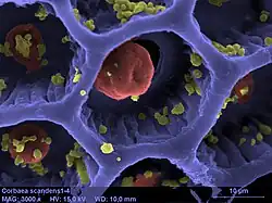 La même après colorisation semi-automatique. Les couleurs arbitraires aident à identifier les différents éléments de la structure