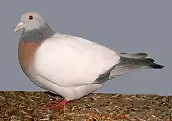 Alouette de Cobourg, variété sans barres.