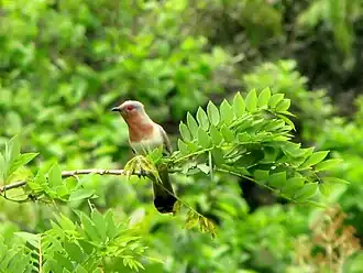 Description de l'image Coccycua pumila by Alejandro Bayer Tamayo.jpg.