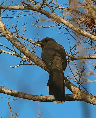 Description de cette image, également commentée ci-après