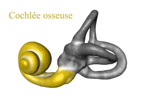 Cochlée osseuse.