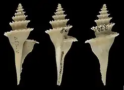 Cochlespira pulchella