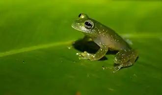 Description de l'image Cochranella pulverata.jpg.