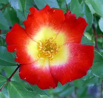 Image illustrative de l’article Cocktail (rose)