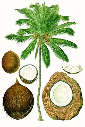 Cocotier