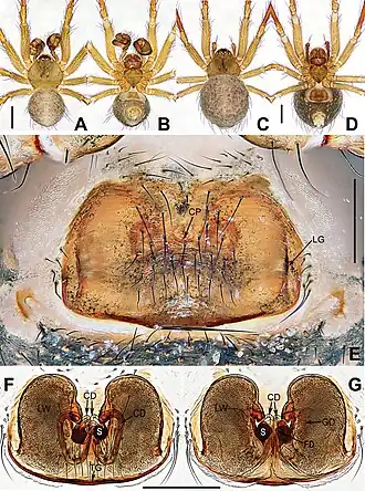 Description de l'image Coddingtonia huifengi (10.3897-zookeys.886.35492) Figure 2.jpg.
