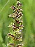 L'orchis grenouille