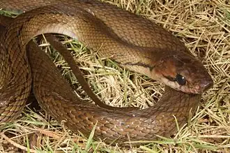 Description de l'image Coelognathus subradiatus.jpg.