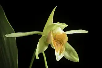 Description de l'image Coelogyne lycastoides 'Suwada' CBR JOGA F.Muell. & Kraenzl., Oesterr. Bot. Z. 45 179 (1895) (50118168488).jpg.