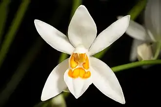 Description de l'image Coelogyne nitida (Wall. ex D.Don) Lindl., Coll. Bot. t. 33 (1824) (46966531965).jpg.