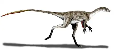 Description de l'image Coelurus BW.jpg.