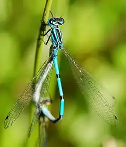 Coenagrion puella.