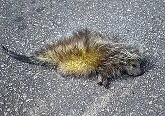 Description de l'image Coendou melanurus.jpg.