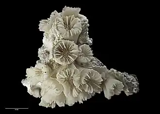 Description de l'image Coenocyathus brooki Cairns, 1995 (AM MA72405-1).jpg.