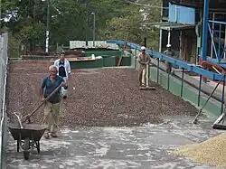 Séchage traditionnel à la main, Panama.