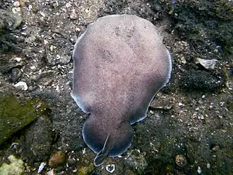 Hypnos monopterygium