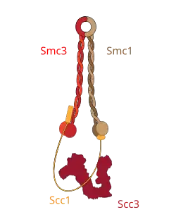 2 sous-unité constituées de longues hélices alpha, Smc1 et Smc3 ainsi que une sous-unité désorganisée Scc1 forment un anneau d'un diamètre de 35nm. Une quatrième sous-unité, Scc3 est positionnée près de Scc1.