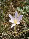 Colchicum alpinumdans un jardin de collection.