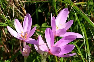 Colchique (Colchicum autumnale) ; à la fin de l'été, surtout au bord des routes et des chemins.
